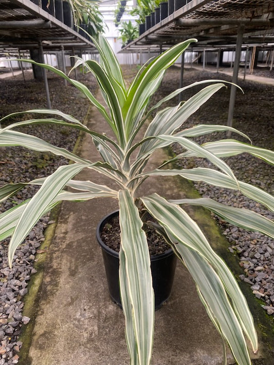 Dracaena deremensis