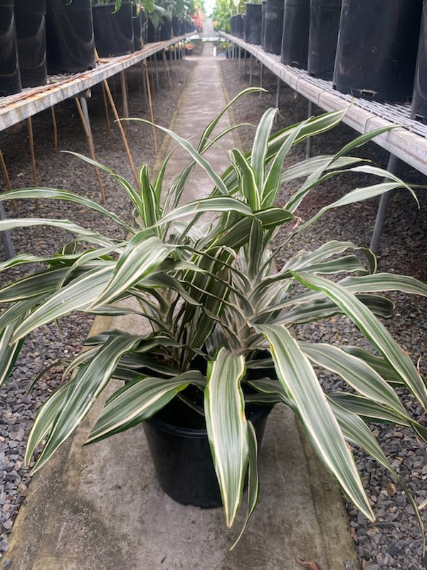 Dracaena deremensis