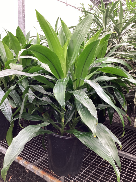 the plant broker