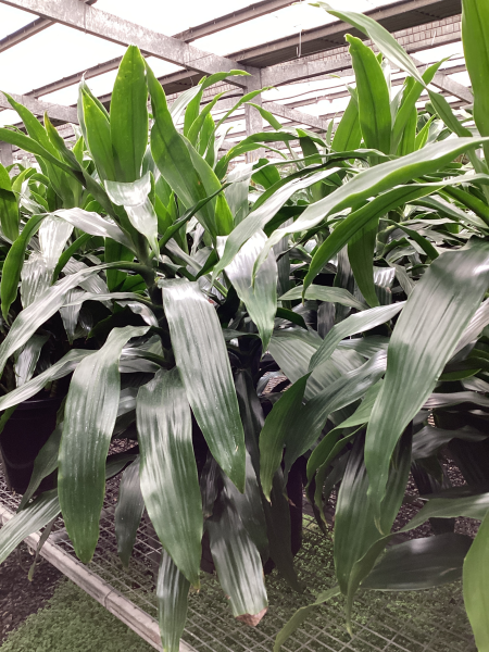 the plant broker