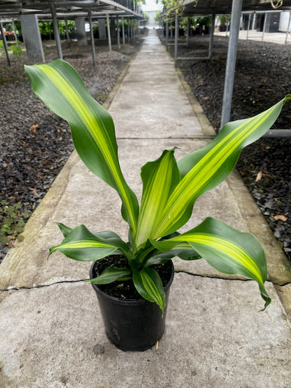 Dracaena fragrans 'Golden Heart'