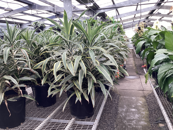 Dracaena deremensis
