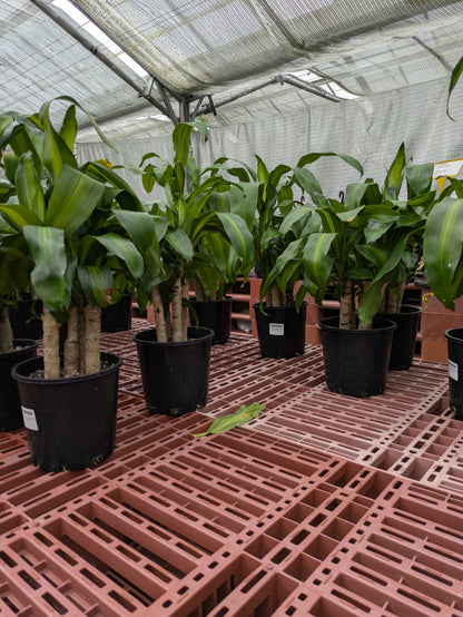 Dracaena fragrans Massangeana