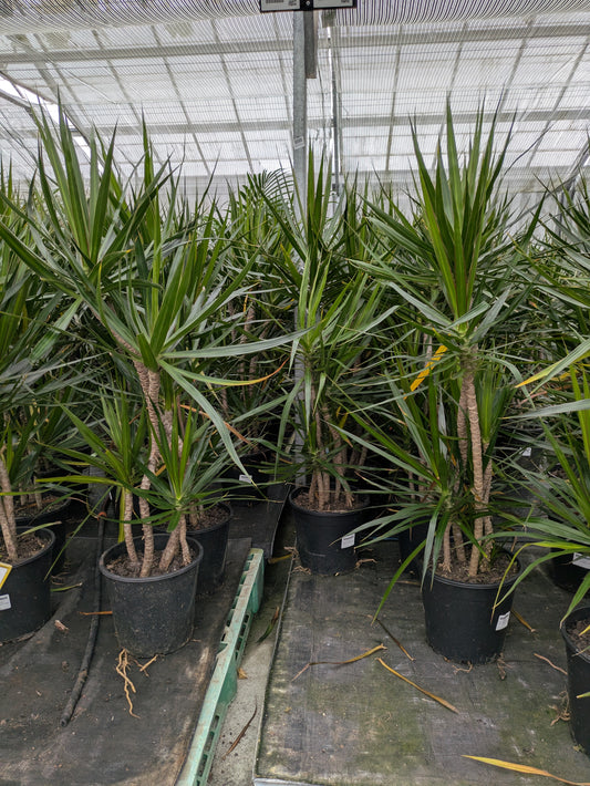 Dracaena marginata