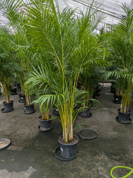 Dypsis lutescens
