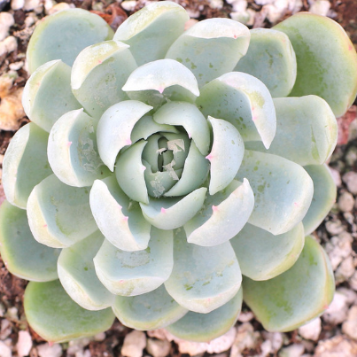 Echeveria elegans