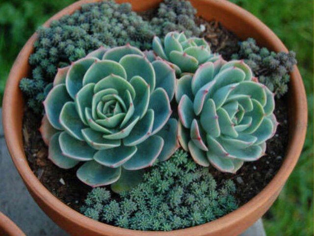 Echeveria imbricata