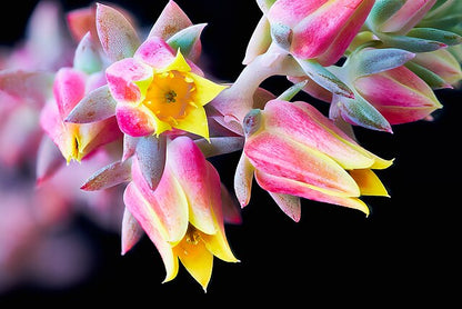 Echeveria imbricata