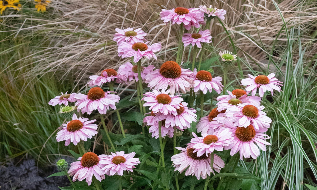 Echinacea SUNSEEKERS® Blush