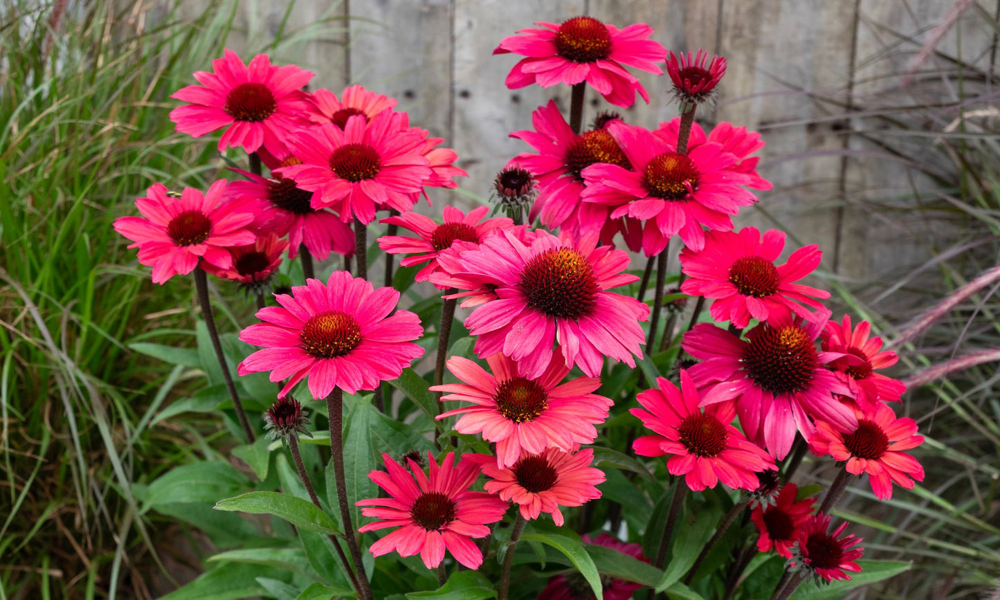 Echinacea SUNSEEKERS® ‘Carmine’