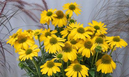 Echinacea SUNSEEKERS® Citrus