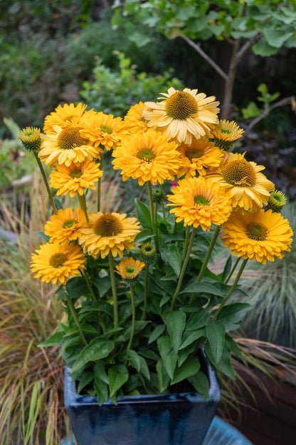 Echinacea SUNSEEKERS® ‘Golden Sun’
