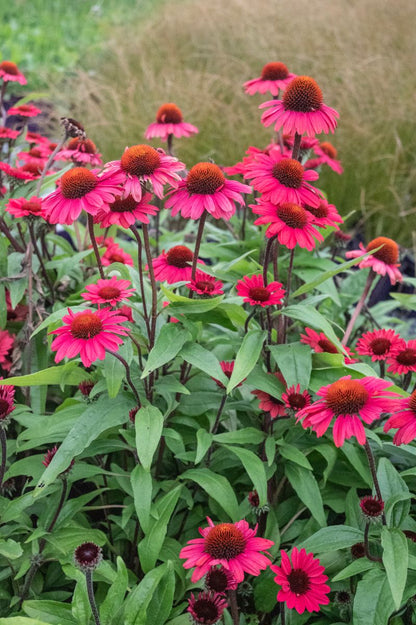 Echinacea SUNSEEKERS® ‘Pomegranate’