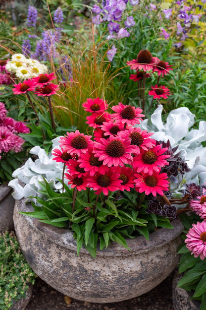 Echinacea SUNSEEKERS® ‘Scarlet’