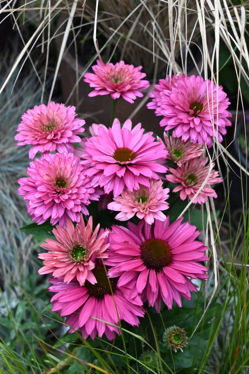 Echinacea SUNSEEKERS® ‘Sweet Fuchsia’