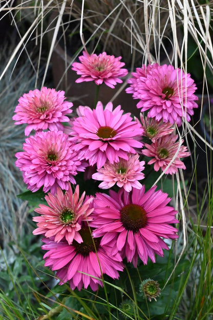 Echinacea SUNSEEKERS® ‘Sweet Fuchsia’