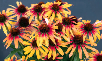 Echinacea SUNSEEKERS® Tequila Sunrise