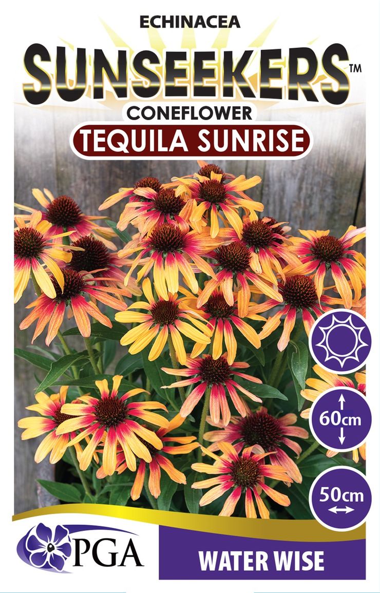 Echinacea SUNSEEKERS® Tequila Sunrise
