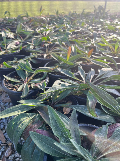 Echinacea pallida