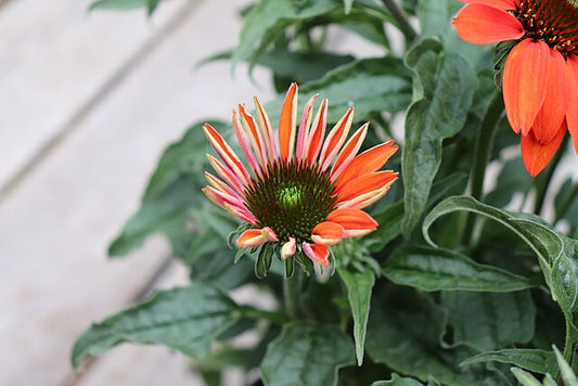 Echinacea Cheyenne Spirit