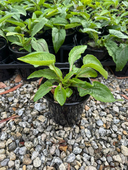 Echinacea x hybrida 'Soft Orange'