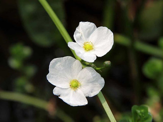 Echinodorus grisebachii