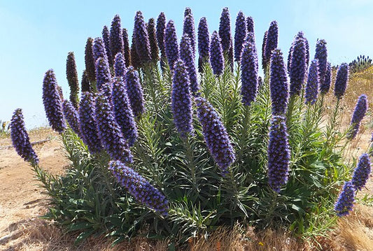 Echium Candicans