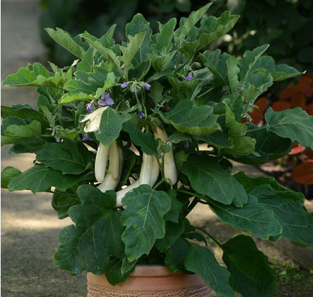 Eggplant - Gretel