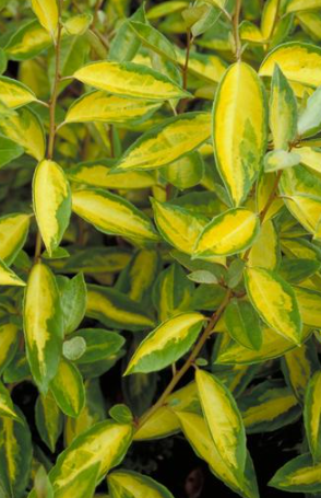 Elaeagnus ebbingei LimeLight