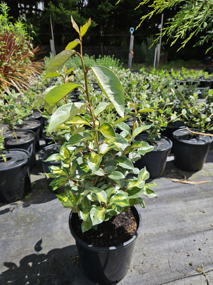 Elaeagnus ebbingei LimeLight