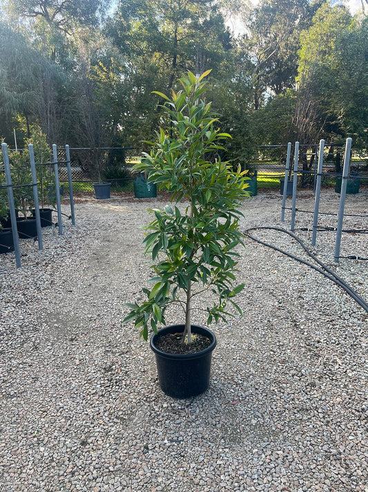 Elaeocarpus reticulatus White