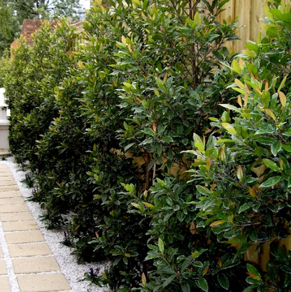 Elaeocarpus reticulatus
