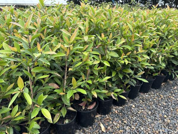 the plant broker