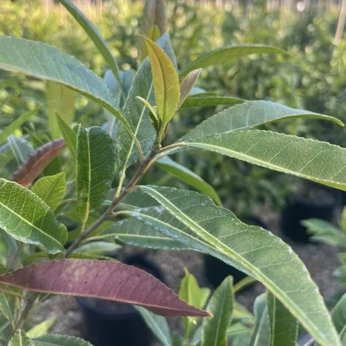 the plant broker