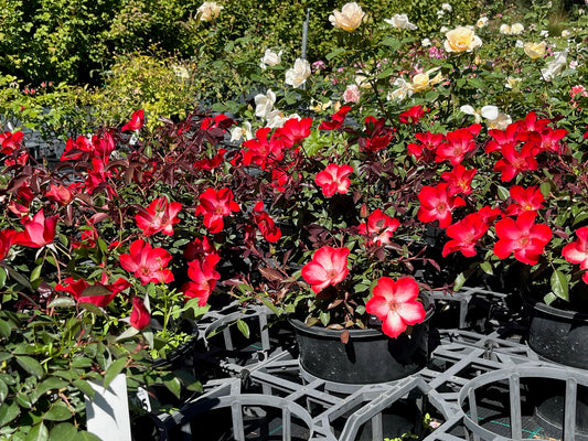 Rose - Electric Poetry