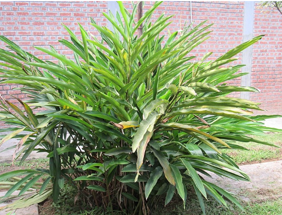 Elettaria cardamomum