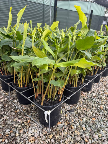 Elaeocarpus reticulatus