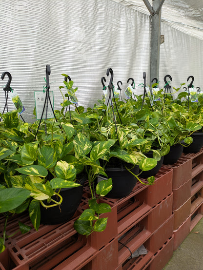 Epipremnum aureum