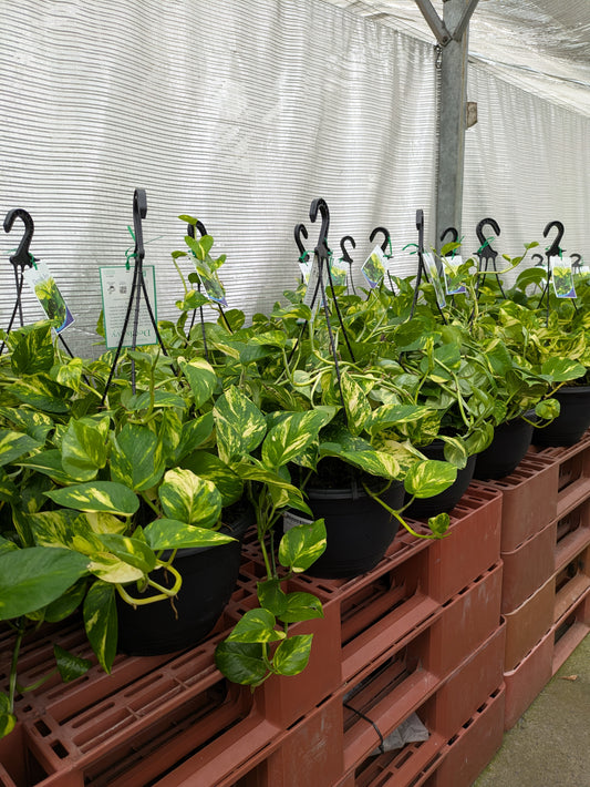 Epipremnum aureum