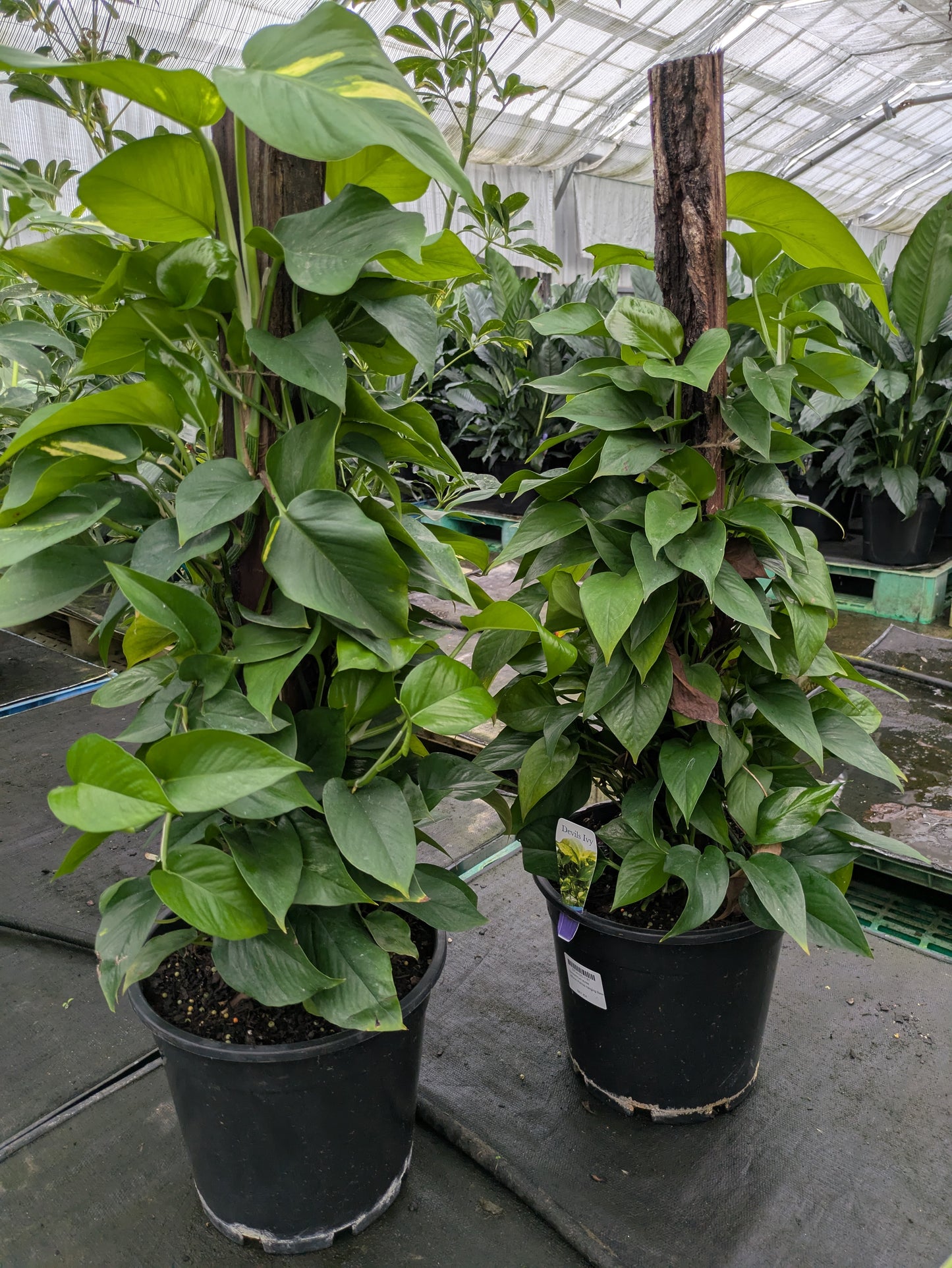 Epipremnum aureum