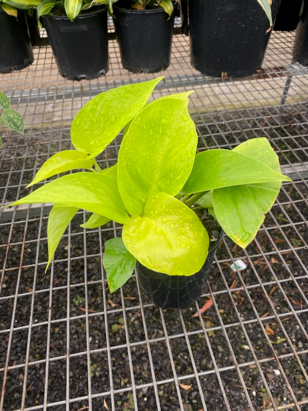 Epipremnum aureum Neon
