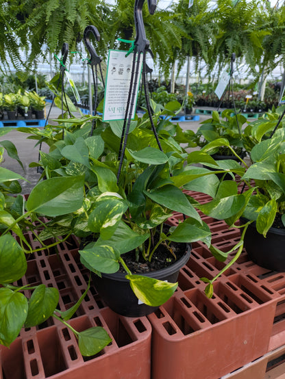 Epipremnum aureum