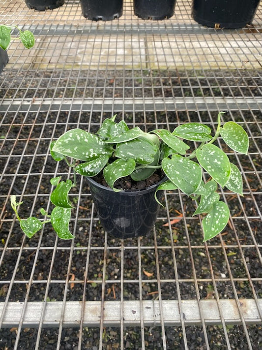 Epipremnum aureum 'Silver Satin'