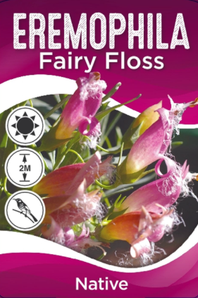 Eremophila Fairy Floss