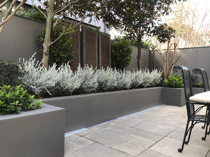 Eremophila nivea