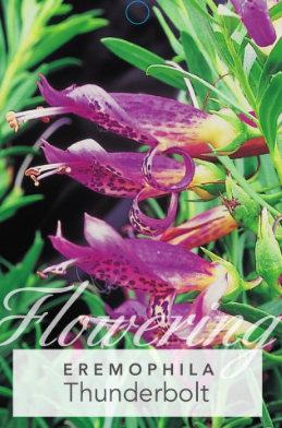 Eremophila Thunderbolt