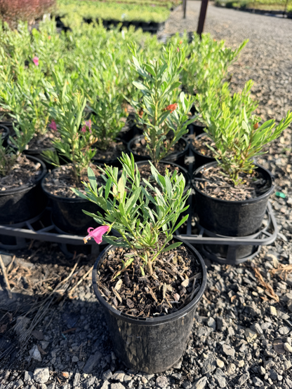 Eremophila Fairy Floss