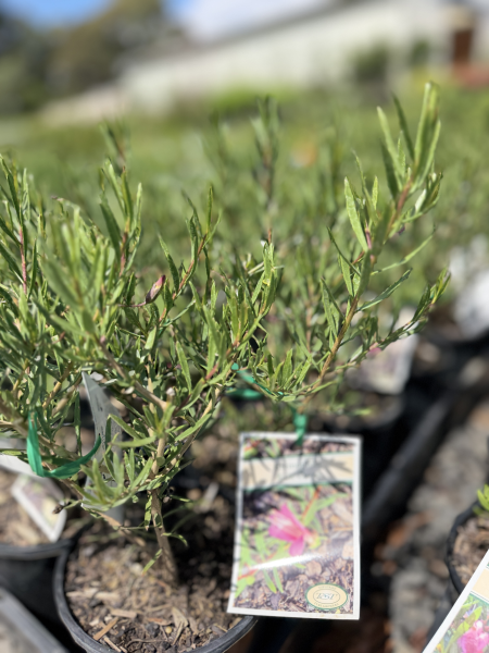 Eremophila alternifolia Wild Berry