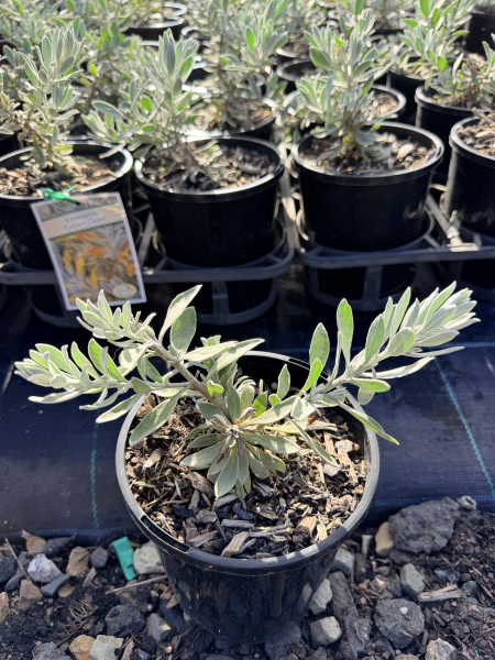 the plant broker