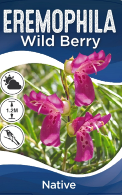 Eremophila alternifolia Wild Berry